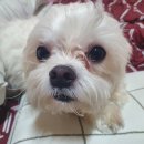 동물병원 Dr.정 이미지