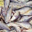 6월 1일, 제철 황석어, 새벽에 잡아서 싱싱합니다.. 맛있게 드시고 항상 건강하세요. 이미지