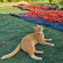 삼복농장 이미지