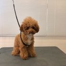 다다다펫그루밍 이미지