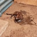 아기염소 이미지