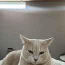 카와우소선릉