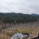 신녕면-부산1리-1