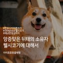 아이튼튼 동물병원 | [광명역아이튼튼동물병원] 웰시코기역사, 성격, 특징,건강