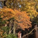 장태산 힐링타임 | 장태산 가을 단풍, 포토스팟, 스카이워크, 주차장 이용후기