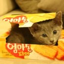 갤마 이미지