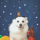 헬로우 독 이미지