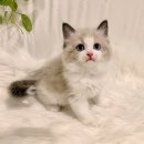 김포고양이분양 맘스캣 | 김포고양이분양, 고민? 이제 요미펫에서 속 시원하게 해결!