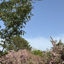(주)삼양인터내셔날 부산지점 | 경주 불국사 겹벚꽃 실시간 | 황리단길 맛집 | 길거리음식 추천