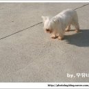 늙은 개 이미지