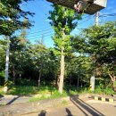 하남대로284번길 | 경기도 전지작업 하남시 상산곡동 전기차충전소 자리 벌목