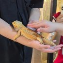 바나개 강아지 고양이 마포점 | [홍대] 실내 동물원 테이블에이 | 아이들과 커플 모두 만족한 이색데이트&amp;고양이 카페 후기
