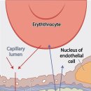 [논문] 감기와 플루(Common cold and Flu) 이미지