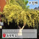 동방횟집 | 경남 창원 가볼만한곳 진해 동방횟집 목향장미 명소