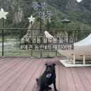행복나무유치원-1구간 | [영동/애견동반] 월류봉 둘레길 제1구간 여울소리길 ,강아지와 함께 하기