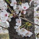 벚꽃 축제 이미지