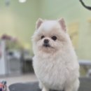 가위든개 이미지