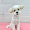 와따몽 이미지