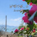 남해-15 | 2026 남해 봄꽃 개화현황 총정리 (벚꽃 상황 포함)