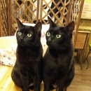 커피타는 고양이 이미지