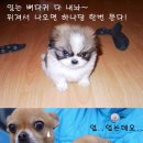 엠에이에스