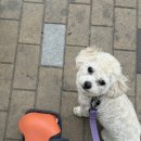 티움동물병원 | [일상] 안아프고싶어요