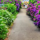 동광리-9 이미지