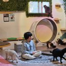고양이 있는 카페 추천 선릉역 캠핑고양이 후기