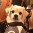 감골1로 | 부산기장 애견동반 오리고깃집 | 맛과 서비스 모두 만족한 감골가든