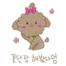 미키애견 이미지