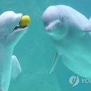 벨루가 이미지