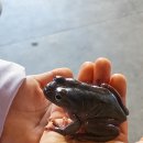편백어울림 | 오산가볼만한곳 내돈내산 은산어울림생태박물관 후기