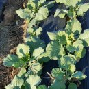 강산자연농장 이미지