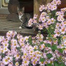 법수펜션 이미지