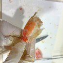 포항 대게맛집 성후수산 맛집 인증! 대게택배 솔직한 후기
