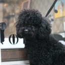 콜라네 펫살롱 이미지