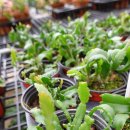 그린쇼핑센타 이미지