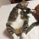 이리통닭 이미지