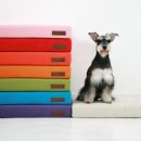 Dog House 이미지