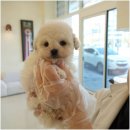 건강한 강아지 이미지