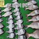 11월 1일, 자연산회(참돔,돌돔,감성돔), 갑오징어, 중하새우, 자랭이, 밴댕이, 암대하, 먹갈치, 참조기, 풀치, 꽃게, 통치, 장 이미지