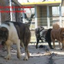 세계명견 감곡켄넬 이미지