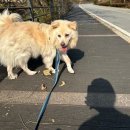 젠틀한 세탁 | 유기견 보호센터 봉사 활동 후기, 남양주 마석 유기견묘 보호소