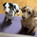 으뜸반려견유치원 이미지