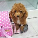 서울한빛동물병원 이미지