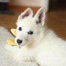 좋은강아지 이미지