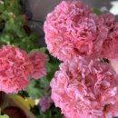 초이스퀸 이미지