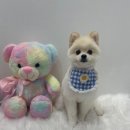 멍멍친구 애견샵 이미지