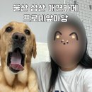 삼산유치원 | 울산 삼산 대형견 애견카페 프로네앞마당 내돈내산, 왕크니까 왕귀엽다