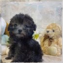 이담펫반려동물호텔위탁센터 | 성동구 강아지보호센터 프렌치불도그 맡기기 전에 꼭 확인할 것